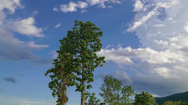 Dipterocarpus tuberculatus Roxb tree in northern Thailand