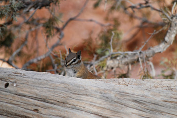 Portrait of cute chipmunk on a fallen tree