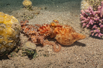 Octopus king of camouflage in the Red Sea, eilat israel 