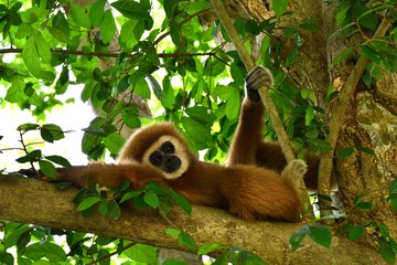 gibbon dans la forêt équatoriale