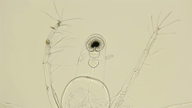 zooplankton under a microscope, Cladocera Leptodora Branchiopoda, a crustacean, is a predator, 98 percent transparent, prefers immature crustaceans of Daphnia, Bosmina, as prey, looks like an alien