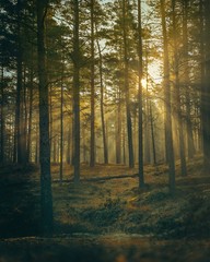 Morning sun shining through the trees in the forest