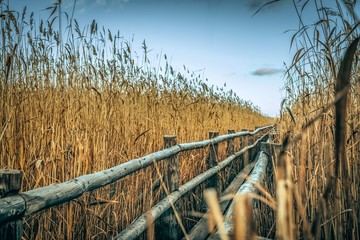 Fototapeta premium reeds in lake