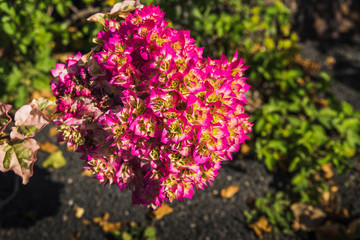flowers in the park