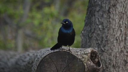 Common Grackle (Quiscalus quiscula) sitting on a log. Flies toward camera.