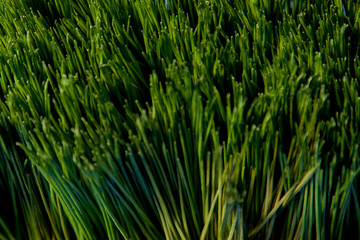 Fototapeta na wymiar Looking down on long green grass
