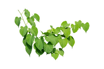 Vine Plant leaves tropic, bush foliage tree isolated on white background have clipping path