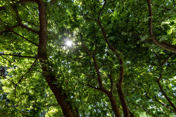 tree in forest