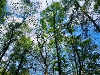 tree in forest