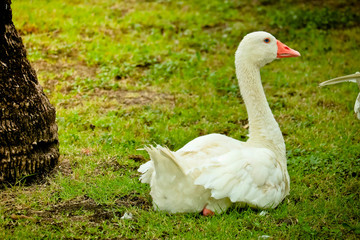 Pekin duck in the park