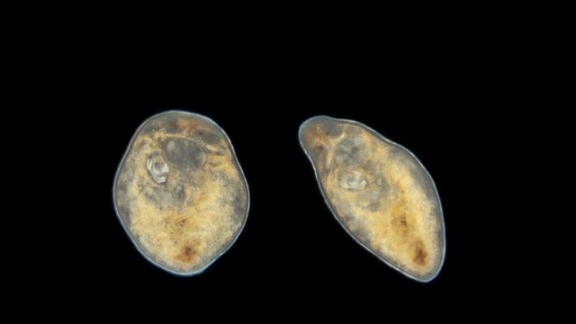 worms Planariidae under a microscope, ciliary worms or Turbellaria, a type of flatworms are free-living, but there are also parasites, hermaphrodites
