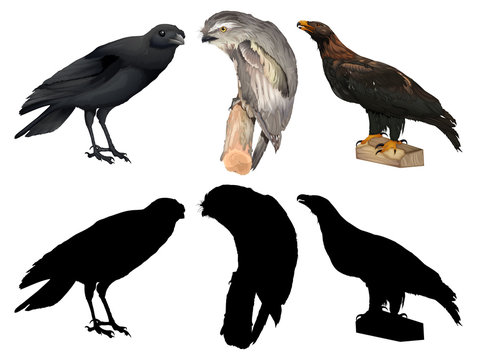 Set of different birds