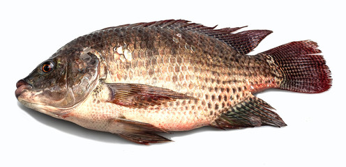 Tilapia fish, tilapia., freshwater fish, white backdrop