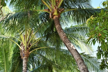 Huge Coconut Tree in the Philippines