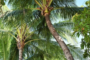 Obraz premium Huge Coconut Tree in the Philippines