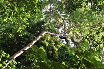 Fototapeta premium Beautiful Nature in Subic Bay