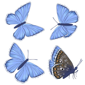 Set of blue butterflies Lycaenidae isolated on white background. Vector clipart.