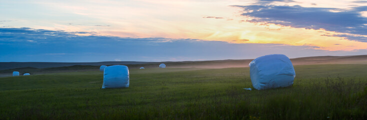 Panorama view of hay bales in white plastic film stacked on a huge field in farm at Iceland  Summertime