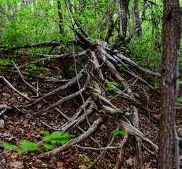 Down Tree