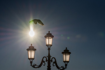Italy Street lamp ,lamppost in Venice, Italia,march, 2019