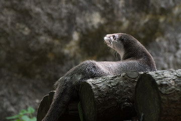 カワウソなの