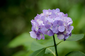 あじさい（紫陽花）