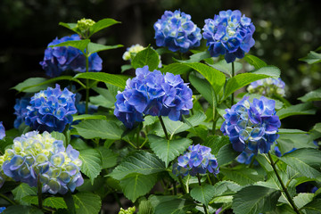 あじさい（紫陽花）