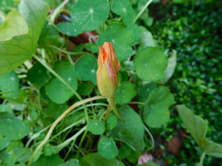 nasturtium nasturtium edible flower budedible flower bud