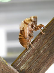 Cicada Exoskeleton