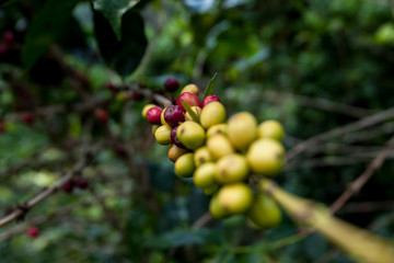 Unreife Kaffebeeren am Strauch