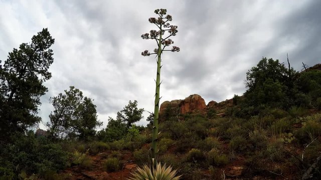Century Plant Growing In Sedona Arizona