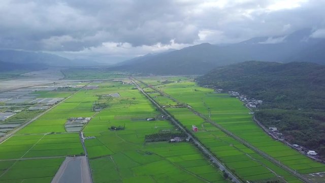 Aerial view of rice fields in Yuli, Hualien County, Taiwan. The area is located in the eastern rift valley, next to the famous Xiuguluan River, surrounded by layers of mountains.