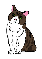 猫