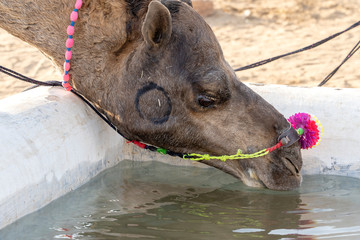 Camels drink water in desert Thar during Pushkar Camel Fair, Rajasthan, India