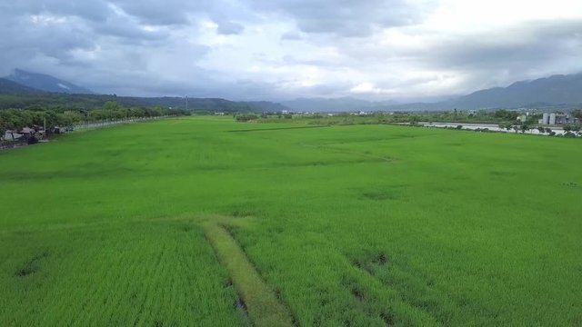 Flying pass the paddy rice field.The whole rice field is like a green carpet. Yuli, Hualien County, Taiwan. - crane up