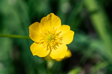 Yellow flower of buttercup mountain Ranunculus montanus.
