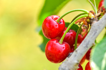 Close-up photos of ripe sour cherries