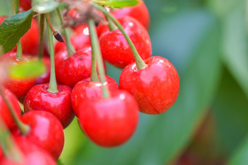 Close-up photos of ripe sour cherries