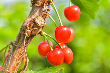 Close-up photos of ripe sour cherries