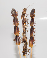 Dead cockroaches