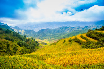 Rice fields on terraced of Mu Cang Chai, YenBai, Vietnam. Vietnam landscapes.