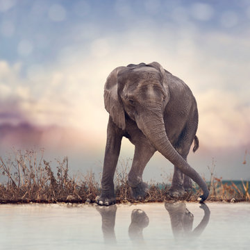 Young elephant near water