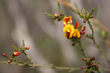 Naklejka na ściany i meble Native Australian Bloom