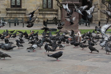 Palomas reuniéndose para comer  