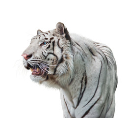 White tiger portrait  on white background
