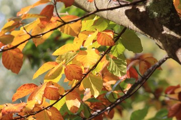 Autumn Leaves in afternoon sun