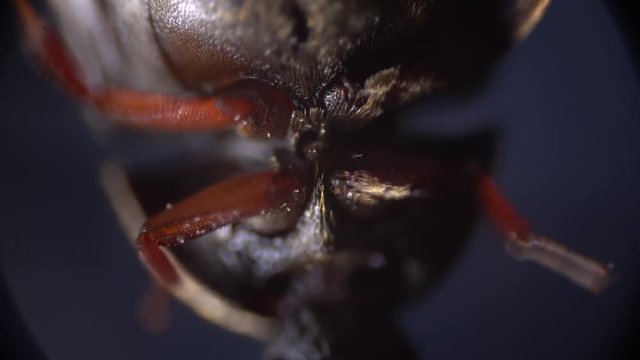 macro shooting. study of insects close-up under a microscope