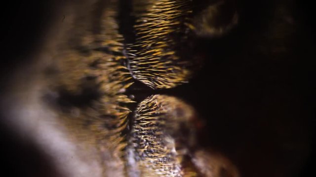 macro shooting. study of insects close-up under a microscope