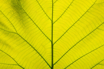 Fototapeta na wymiar Close-up pattern, light green leaves, golden teak leaves