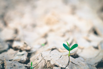 Growth of trees in drought, Living with tree drought.